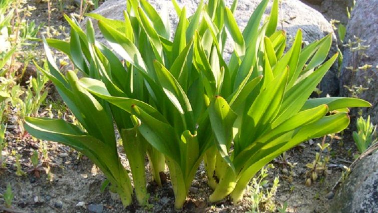 ギョウジャニンニクだと思って知人からもらったら...イヌサフラン（有毒）だった　50代女性が死亡