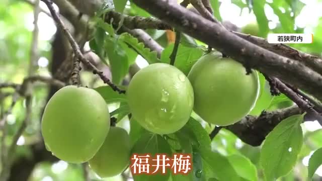 お前ら今年も梅酒を仕込む季節になりましたよ。ワイは去年の梅酒を二段仕込みにしたで
